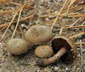 Inocybe_stenospora_bp3661