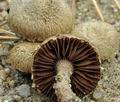 Inocybe_stenospora_bp3665