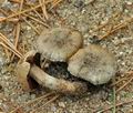 Inocybe_stenospora_bp3674