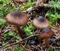 Inocybe_striata_ce4597