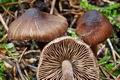 Inocybe_striata_ce4602