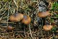 Inocybe_striata_jf8872