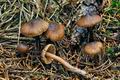 Inocybe_striata_jf8875