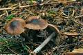 Inocybe_striata_jf8878