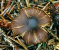 Inocybe_striata_jf8882