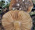 Inocybe_tabacina_bt1240