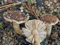 Inocybe_tabacina_bt1251