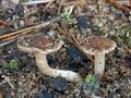 Inocybe_tabacina_bt1254