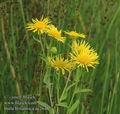 Inula_britannica_ac2648