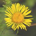 Inula_britannica_af1253