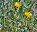 Inula_ensifolia_bc7664