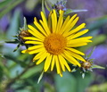 Inula_ensifolia_bc7669