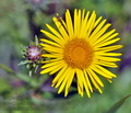 Inula_ensifolia_bc7673