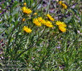 Inula_ensifolia_bc7684