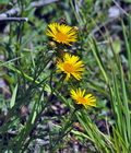 Inula_ensifolia_bc7696