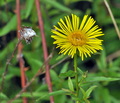 Inula_ensifolia_bo2072