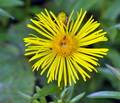 Inula_ensifolia_bo2075