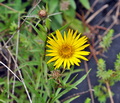 Inula_ensifolia_cv7637