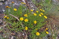 Inula_ensifolia_cv7657