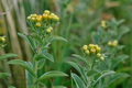 Inula_germanica_ab6168