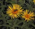 Inula_hirta_jd8115
