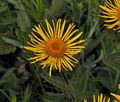 Inula_hirta_jd8116