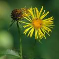 Inula_salicina_al4876