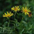 Inula_salicina_al4892