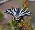 Iphiclides_feisthamelii_bt7778