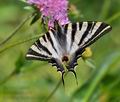 Iphiclides_feisthamelii_dx0349