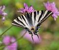 Iphiclides_feisthamelii_dx0357