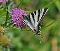 Iphiclides_feisthamelii_dx0368