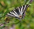 Iphiclides_feisthamelii_dx0405