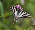 Iphiclides_feisthamelii_dx0417