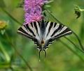 Iphiclides_feisthamelii_dx0421