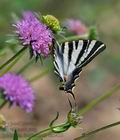 Iphiclides_feisthamelii_dx0423