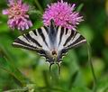 Iphiclides_feisthamelii_ph9917