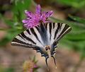 Iphiclides_feisthamelii_pi0014