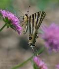 Iphiclides_feisthamelii_pi0105