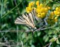 Iphiclides_podalirius_10523