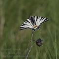 Iphiclides_podalirius_ak0910