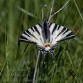 Iphiclides_podalirius_ak0960