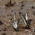 Iphiclides_podalirius_al3001