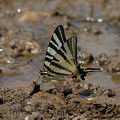 Iphiclides_podalirius_al3011