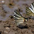 Iphiclides_podalirius_al3014