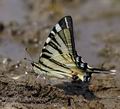 Iphiclides_podalirius_al3026