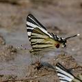 Iphiclides_podalirius_al3039