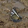 Iphiclides_podalirius_al3069