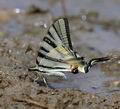 Iphiclides_podalirius_al3086