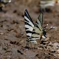 Iphiclides_podalirius_al3095